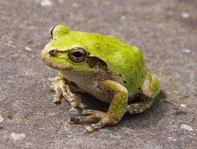 ラムリ🐸